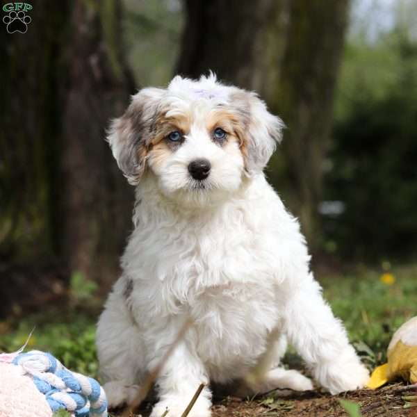 Missy, Mini Bernedoodle Puppy